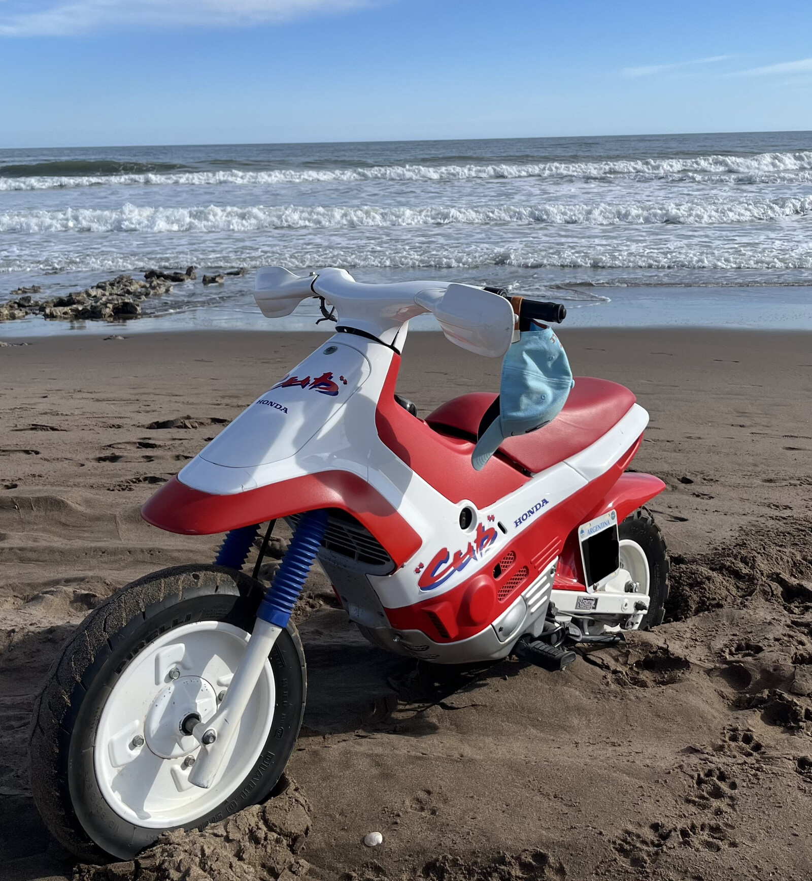 Cub at the beach